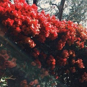 Meet your Posher, Yasmine